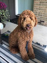Goldendoodle puppy cut/teddy bear cut. Maddie Smith On Twitter One Of These Is A Purebred Standard Poodle And One Is A Doodle When Groomed In A Teddy Bear Cut Poodles Can Look Nearly Identical To Doodles