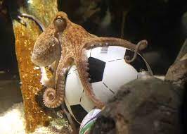 22 Reasons Why The Octopus Is The Biggest Badass In The Ocean Octopus Tattoo Octopus Paul The Octopus