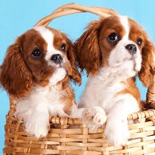 We did not find results for: What Does A Cavalier King Charles Spaniel Cost Spiritdog Training