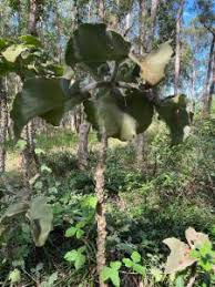 Image result for Kalanchoe lateritia