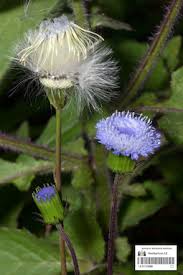 Image result for Crassocephalum rubens