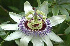Factsheet Passiflora Caerulea Blue Passionflower