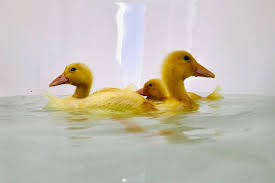 Ducklings will play in water, making a mess and splashing out their drinking water. Fostering Baby Ducks Is The Latest Quarantine Trend In Toronto