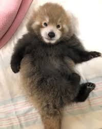 Free fire has a unique collection of pets in the game. Red Panda Zooborns