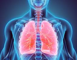 The two lungs and their pleural sacs are situated in the thoracic cavity (figs. Exercises To Improve Your Lung Capacity Strength And Resilience Q4 Physical Therapy Westborough Ma
