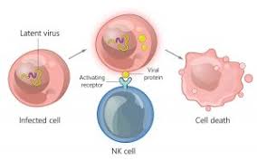Maybe you would like to learn more about one of these? Natural Killer Cells Emerge As An Anticancer Alternative To T Cells