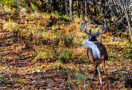 6 Ways You Spook Deer Without Knowing It Deer Hunting Tips Hunting Tips Deer Hunting