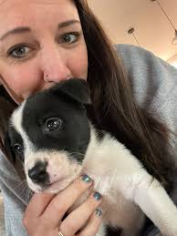 Life with BorderCollie