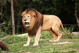 A lion standing on top of a lush green field. Lion king of the ...