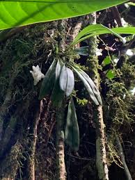 Image result for Microcharis