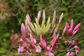 Image result for Cleome maculata