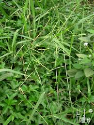 Image result for Eriochloa procera