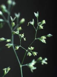 Image result for Agrostis pilgeriana