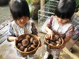 小田原 お山のたいしょう で新鮮なしいたけ狩り 採れたてをパクリ しいたけ 農家レストラン しょうが