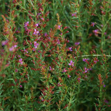 Image result for Nesaea