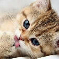 Duvar Kagitlari Kedi Duvar Kagitlari Wattpad
