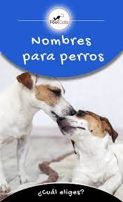 Pin En Nombres Para Perros