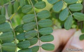 Image result for Caesalpinia ferrea