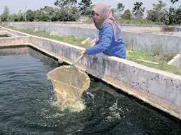 Di suatu petang yang indah lagikan damai.sekumpulan kolam ternak ikan keli. Cara Menternak Ikan Keli Afrika Sebenarnya Sangat Mudah