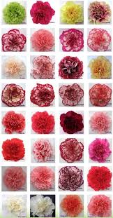 Carnation Color Guide Flirty Fleurs The Florist Blog