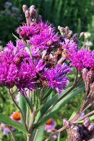 Image result for Vernonia zanzibarensis