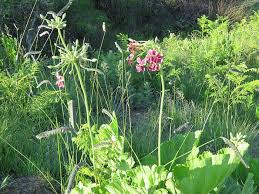 Image result for Schlechterina