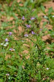 Image result for Kyphocarpa angustifolia