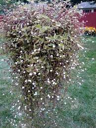 It also benefits from a couple of hours of direct sunlight daily. Pin On Flowers