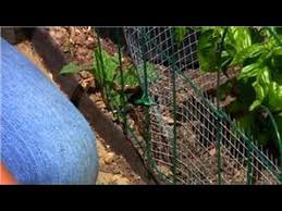 Maybe you would like to learn more about one of these? Vegetable Gardening How To Get Rid Of Rabbits In Vegetable Gardens Youtube