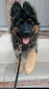 Gsd Puppy German Shepherd Facts German Shepherd Dogs German Shepherd Puppies
