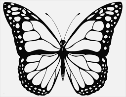 Ausmalbilder Schmetterling Und Raupe 1ausmalbildercom