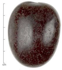 Image result for Entada gigas