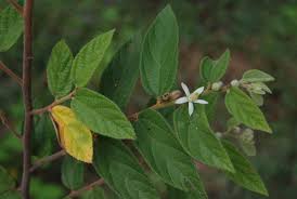 Image result for Grewia holstii