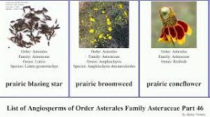 Image result for Porphyrostemma