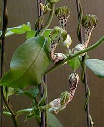 Image result for Ceropegia claviloba