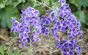 Image result for Duranta erecta
