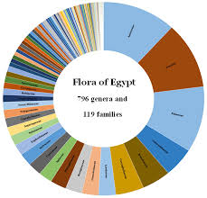 Image result for Plicosepalus amplexicaulis