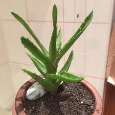 Now for something a little different… have you ever had a cactus aloe vera smoothie before? Is My Aloe Vera Plant Okay The Leaves Are Thin And Curled And There Are Some Brownish Parts It S Planted In A Cactus Soil Houseplants