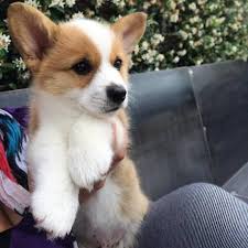 Favorite this post jul 9 Corgi Puppies For Sale Craigslist Petfinder