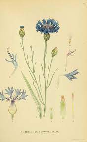 Pin On Botanical Beauties