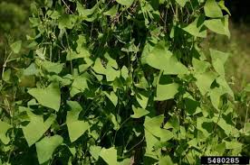 Arching herbaceous perennial, up to 10' tall. Mile A Minute Vine Vermont Invasives