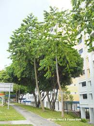 Image result for Cananga