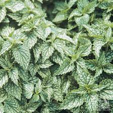 Image result for Lamium galeobdolon