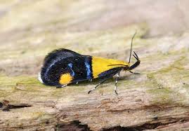 Image result for Otiophora