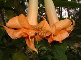 Herrenhauser Garten 6 12 Herrenhauser Garten Is A German Hybrid Double Angel S Trumpet Brugmansia Orange Red Garten Brugmansia Landscaping Plants