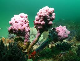 Image result for Ypsilopus liae