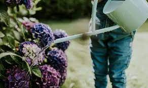 Timing is important when tucking hydrangeas into the landscape. Hydrangeas Water Mistake You Might Be Making When Watering The Plants Express Co Uk