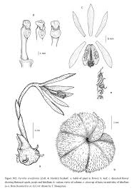 Image result for Nervilia crociformis
