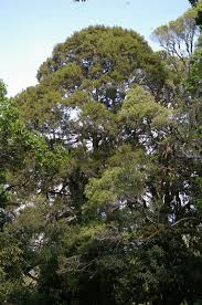 Image result for Juniperus procera