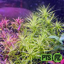 Image result for Syngonanthus